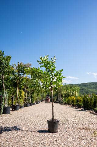 Catalog plante premium - Magnolie (Magnolia × soulangeana) C25L T1/2 Fusto