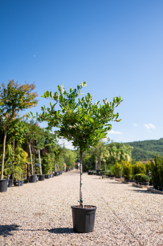 Catalog plante premium - Magnolie (Magnolia stellata) C25L T1/2 Fusto