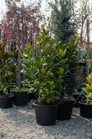 Arbori foioși - Magnolie veșnic verde (Magnolia grandiflora 'Bracken's Brown Beauty') C65L 140-160 cm