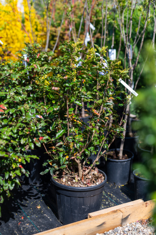 Toate produsele - Mahonie (Mahonia aquifolium) C20L
