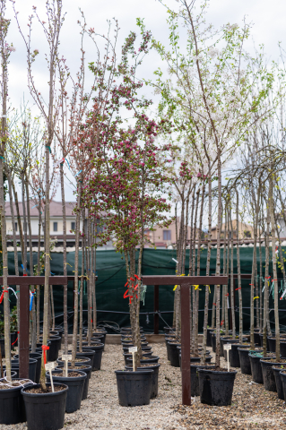 Toate produsele - Măr ornamental (Malus 'Indian Magic') 08-10 cm