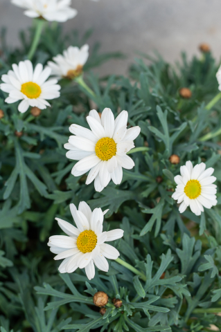 Margaretă (Argyranthemum frutescens) K1,5 Tufă [3]