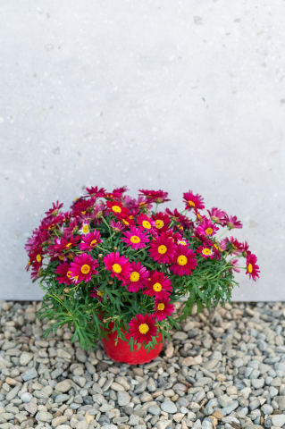 Toate produsele - Margaretă (Argyranthemum frutescens) K1,5 Tufă