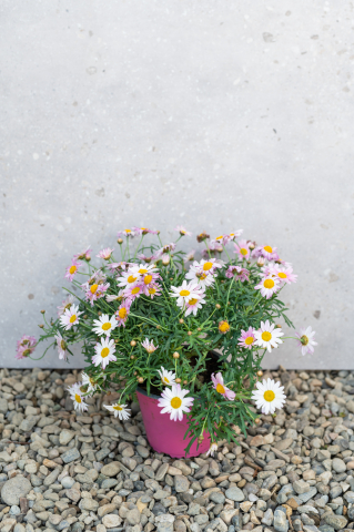Margaretă (Argyranthemum frutescens) K1,5 Tufă [4]