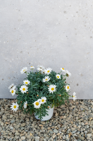 Margaretă (Argyranthemum frutescens) K1,5 Tufă [2]