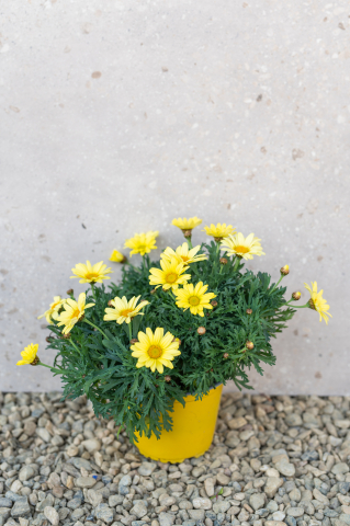 Toate produsele - Margaretă (Argyranthemum frutescens) K3 Fusto