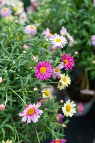 Margaretă multicoloră (Argyranthemum frutescens) K3 T1/4 Fusto [2]