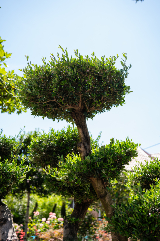 Măslin (Olea europaea) C375L Bonsai [2]