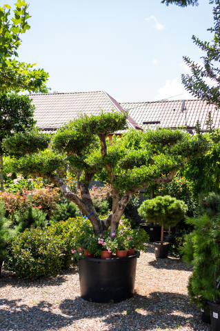 Catalog plante premium - Măslin (Olea europaea) C375L Bonsai