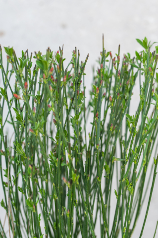 Măturiță (Cytisus) CS14 40+ cm [1]