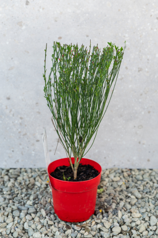 Arbuști ornamentali - Măturiță (Cytisus) CS14 40+ cm