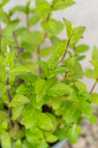 Mentă (Mentha) C13L [2]