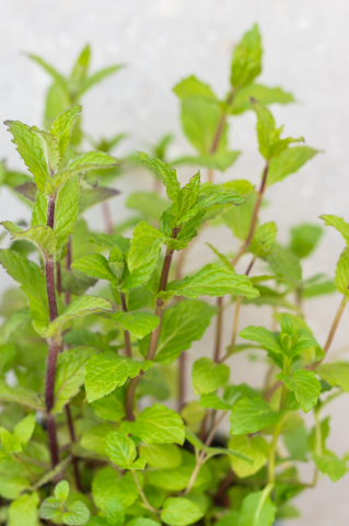 Mentă (Mentha) C13L [1]