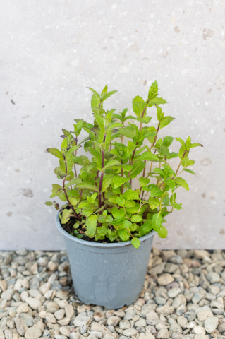 Toate produsele - Mentă (Mentha) C13L