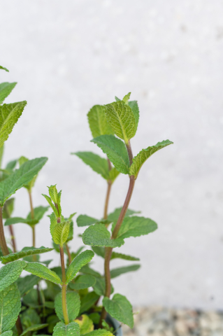 Mentă (Mentha) K1,5 [1]