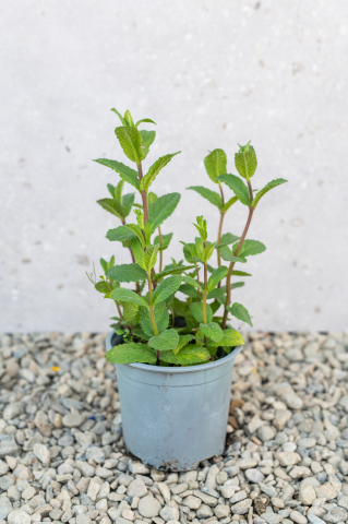 Toate produsele - Mentă (Mentha) K1,5