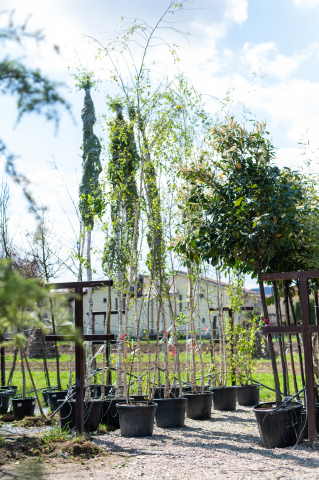 Toate produsele - Mesteacăn alb (Betula alba) C70L Trio