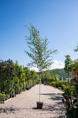 Catalog plante premium - Mesteacăn de Himalaya (Betula utilis)