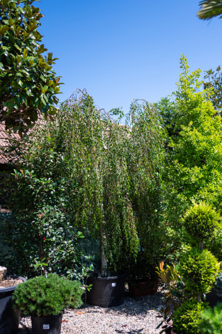 Catalog plante premium - Mesteacăn plângător (Betula youngii) C160L