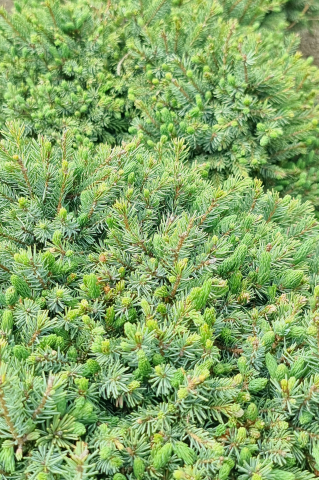 Molid alb (Picea glauca 'Echiniformis') 30-40 cm [1]