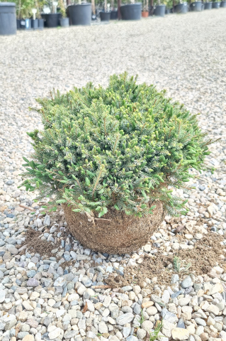 Molid alb (Picea glauca 'Echiniformis') 30-40 cm [2]