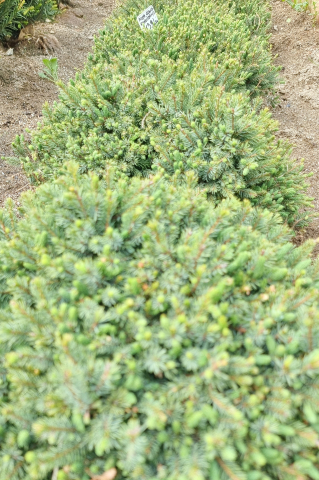 Toate produsele - Molid alb (Picea glauca 'Echiniformis') 30-40 cm