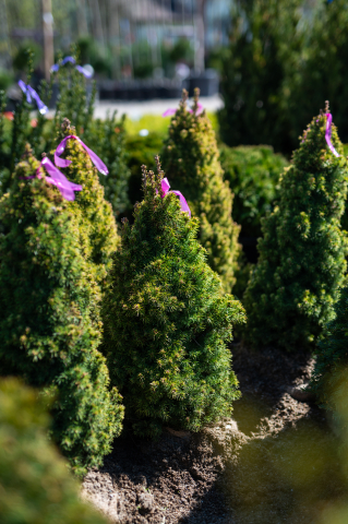 Toate produsele - Molid alb (Picea glauca 'Rainbow's End') 60-80 cm