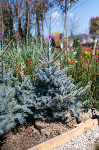Toate produsele - Molid argintiu (Picea pungens 'Edith') 100-125 cm