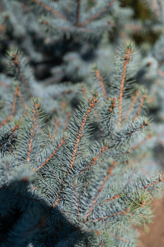 Molid argintiu (Picea pungens 'Edith') 100-125 cm [1]