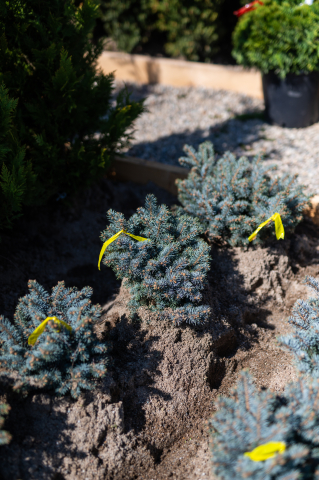 Molid argintiu (Picea pungens 'Glauca Globosa') 20-30 cm [1]