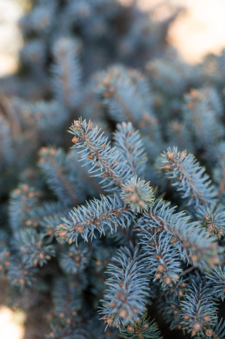 Molid argintiu (Picea pungens 'Glauca Globosa') 20-30 cm [2]