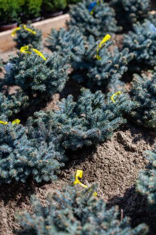 Toate produsele - Molid argintiu (Picea pungens 'Glauca Globosa') 20-30 cm