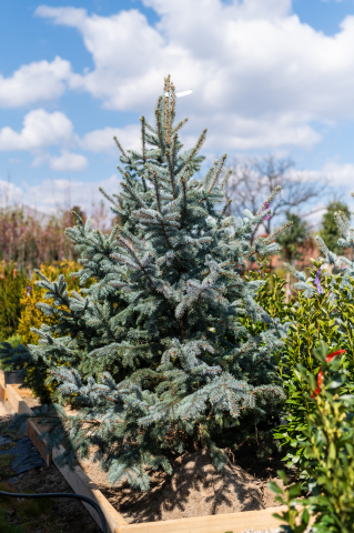 Toate produsele - Molid argintiu (Picea pungens 'Hoopsii') 175-200 cm