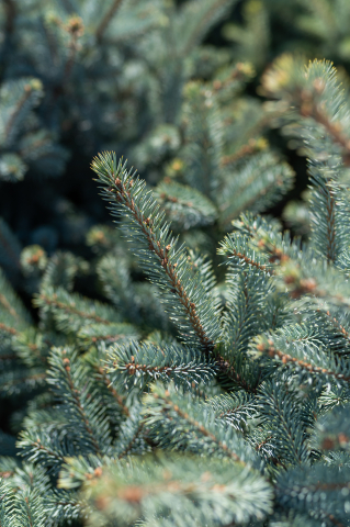 Molid argintiu (Picea pungens 'Super Blue Seedling') 100-125 cm [1]