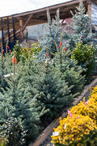 Toate produsele - Molid argintiu (Picea pungens 'Super Blue Seedling') 100-125 cm
