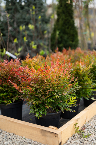 Toate produsele - Nandina (Nandina domestica 'Gulf Stream')