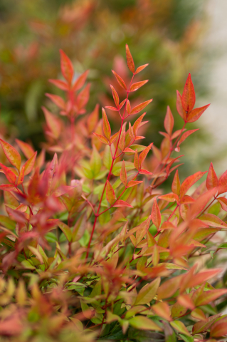 Nandina (Nandina domestica 'Gulf Stream') [2]