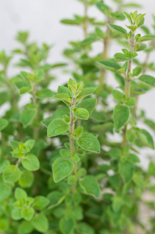 Oregano (Origanum vulgare) K1,5 [1]