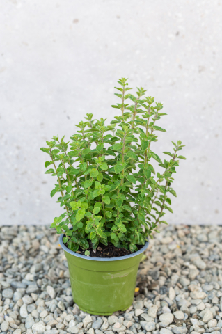 Toate produsele - Oregano (Origanum vulgare) K1,5