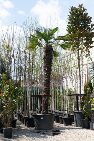 Toate produsele - Palmier (Chamaerops excelsa) Grande