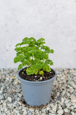 Toate produsele - Pătrunjel (Petroselinum crispum) K1,5