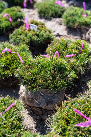 Toate produsele - Pin de munte (Pinus mugo 'Pumilio') 20-30 cm