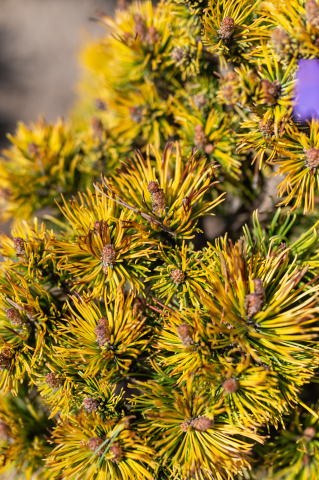 Pin de munte (Pinus mugo 'Winter Gold') 20-30 cm [2]