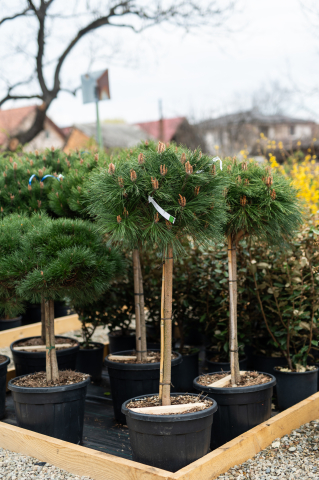 Toate produsele - Pin (Pinus 'Brepo') C35L T1/2 Fusto