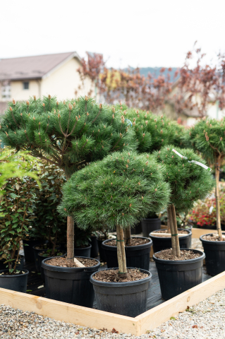 Pin (Pinus 'Brepo') C35L T1/2 Fusto [1]