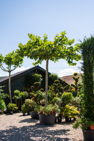 Catalog plante premium - Platan (Platanus × acerifolia) 200x200