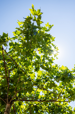 Platan (Platanus × acerifolia) 200x200 [1]