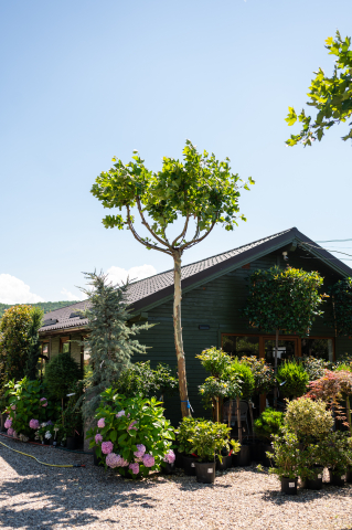 Catalog plante premium - Platan (Platanus) Candelabro