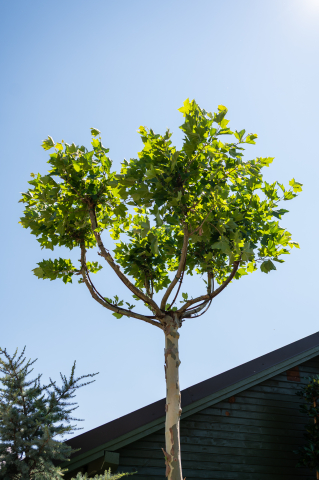 Platan (Platanus) Candelabro [1]