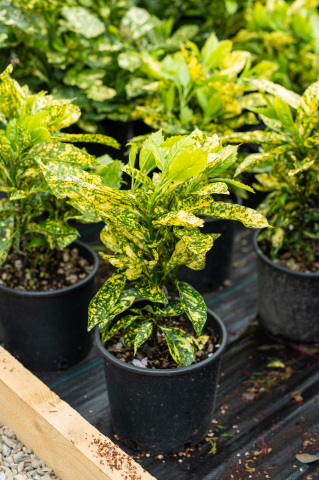 Toate produsele - Pomul de aur (Aucuba japonica 'Crotonifolia') C5L